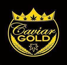 Caviar Gold - Blue Dream Cavi Cone Preroll