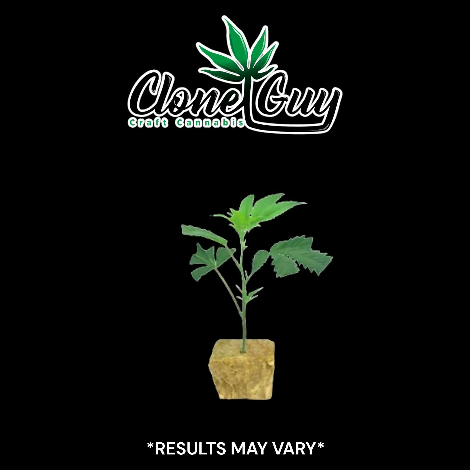 Clone Guy | Bubblegum Runtz