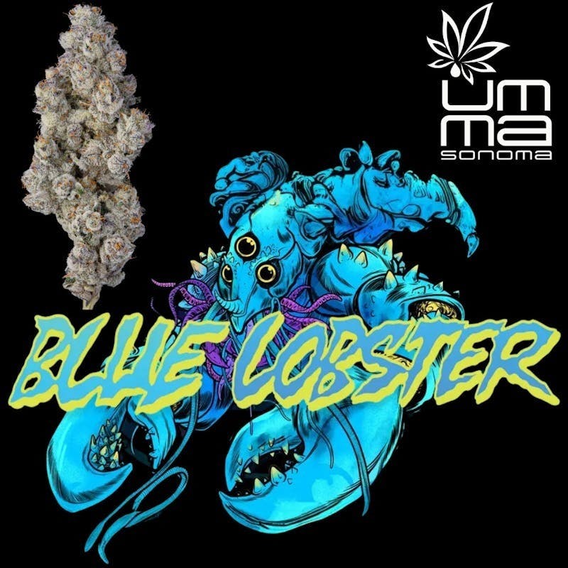 Umma Sonoma | Blue Lobster | 3.5g Flower
