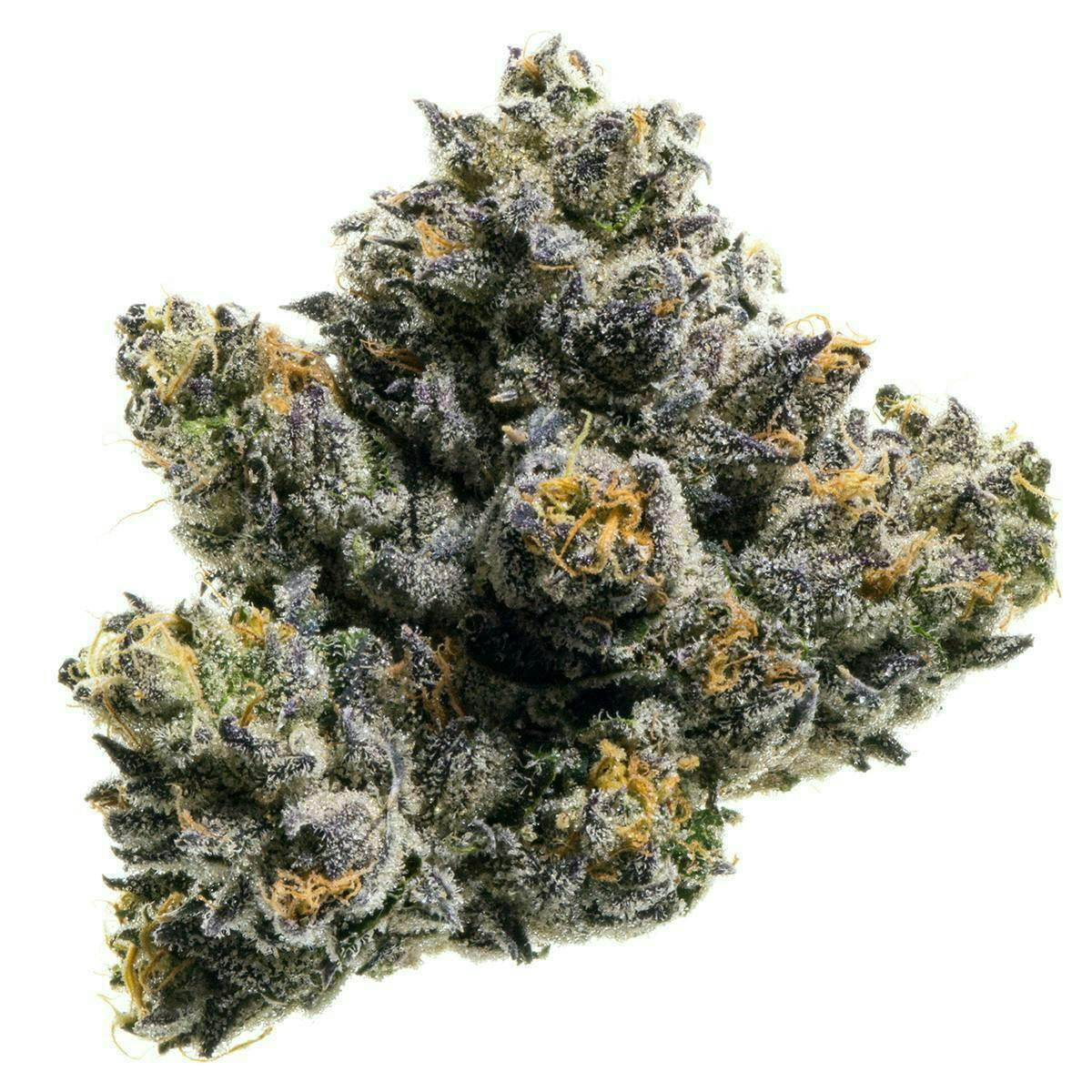 Fig Farms | Sherbanger F2 | Big Buds