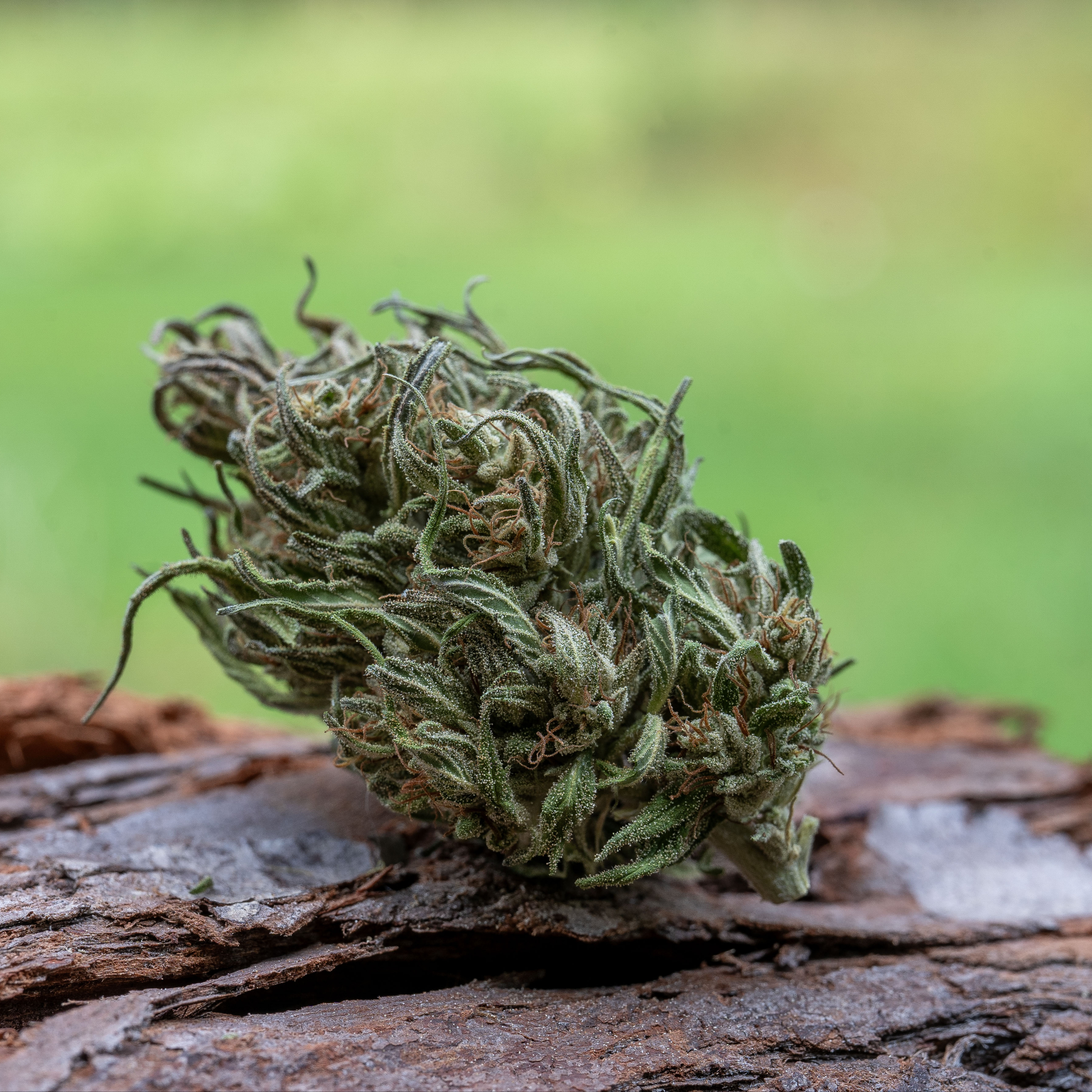 Emerald CBG 7.5g Flower Farm Cut