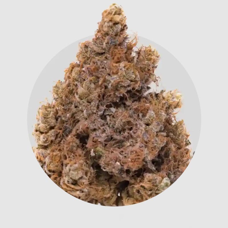 Hawaiian Butterscotch | 3.5g