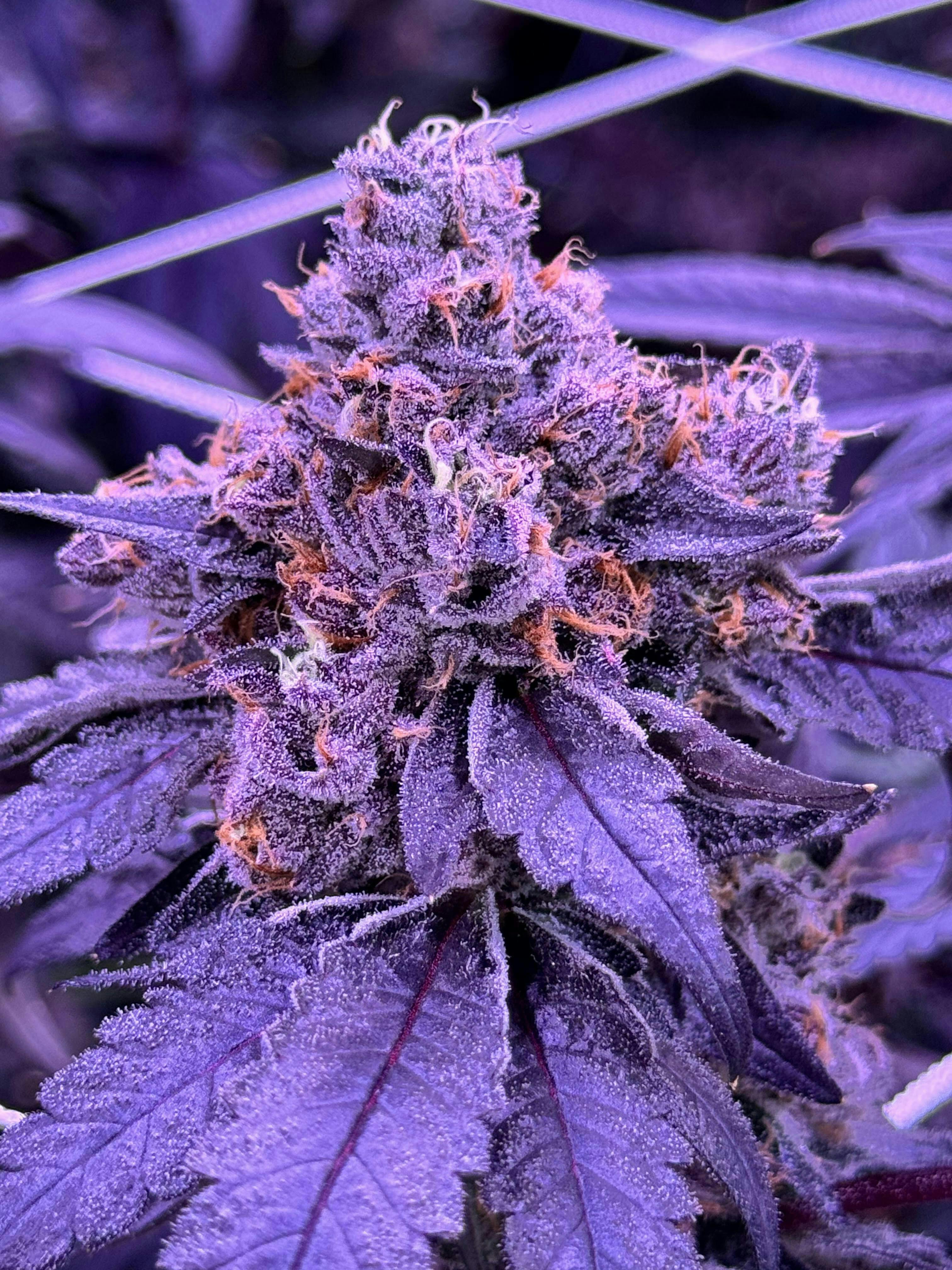 Sticky Status | Cherry Float | Big Buds | 3.5g