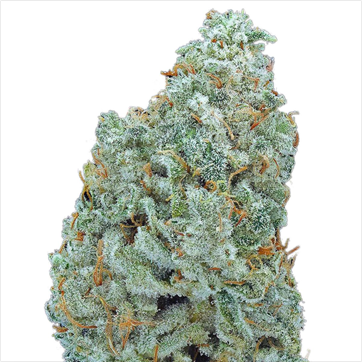 Gorilla Glue #4