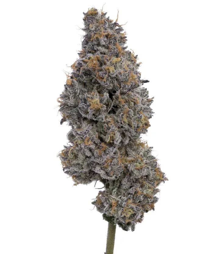 DOAP PUPPIES SMALLS 7G