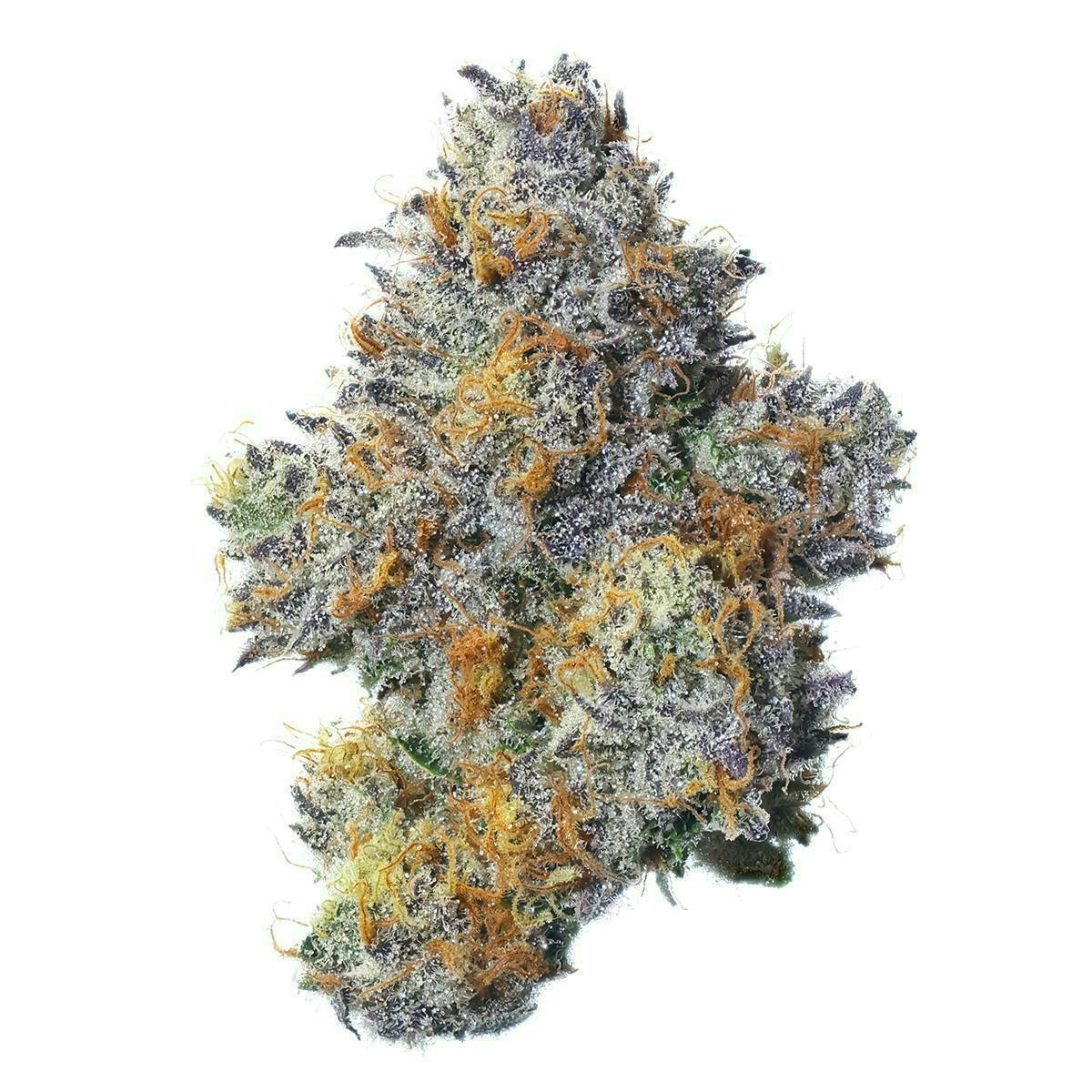 Fig Farms | Blue Face | Big Buds