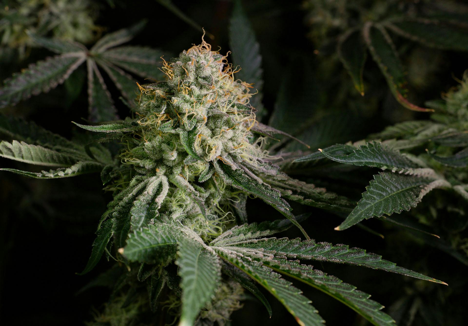 THC Design Mandarin Fuel