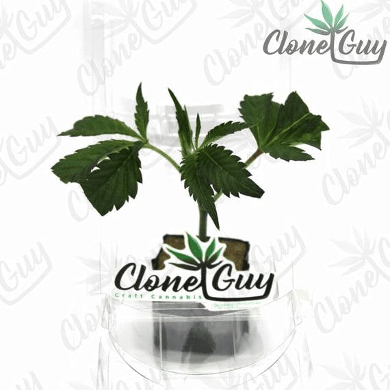 Clone Guy - God Not Another Runtz | Clone