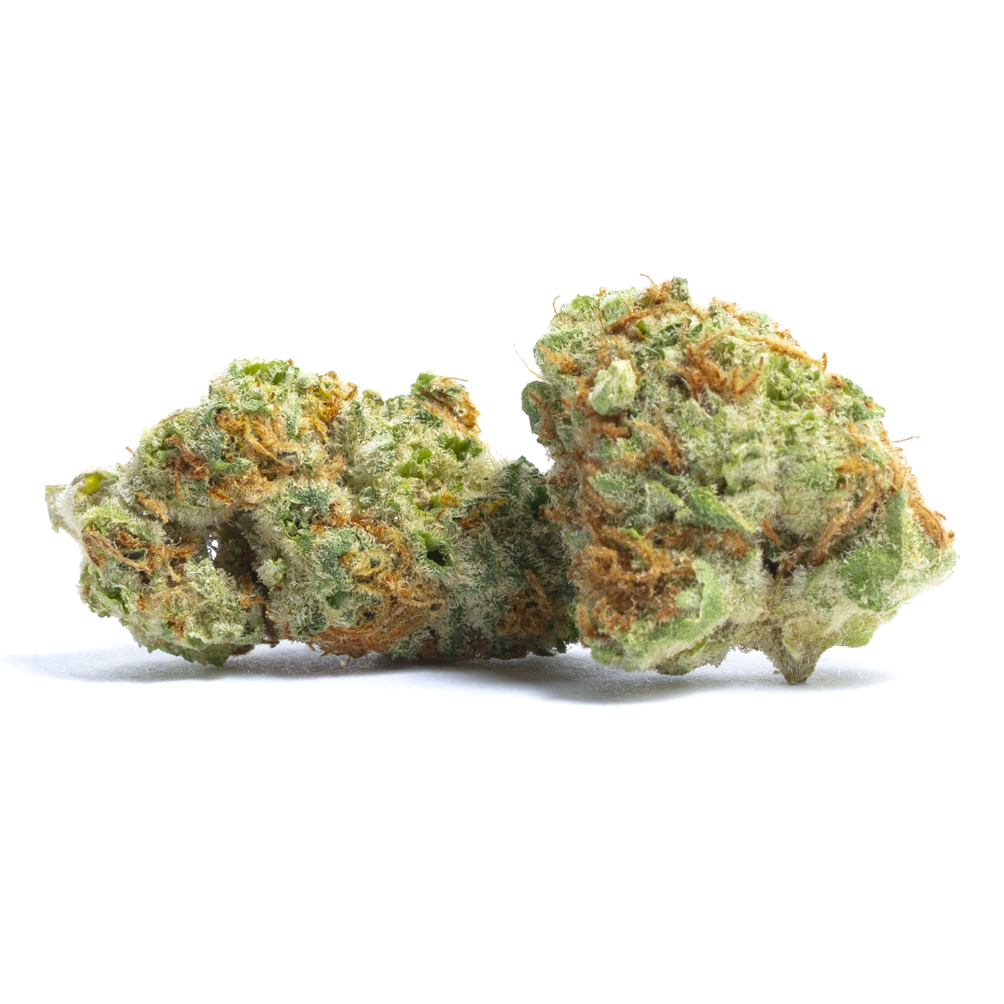 PAPAYA