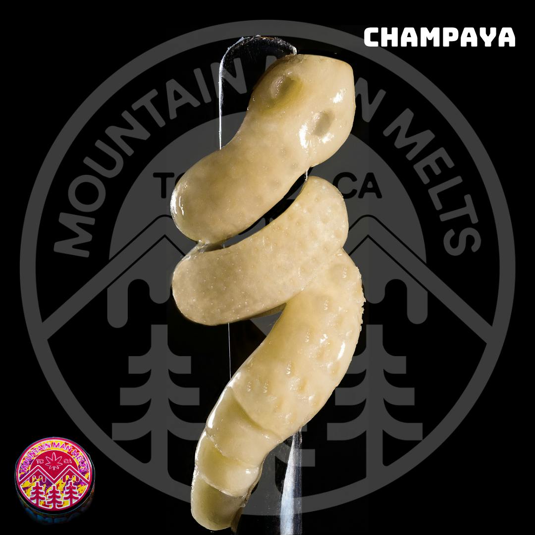 Champaya - Live Rosin