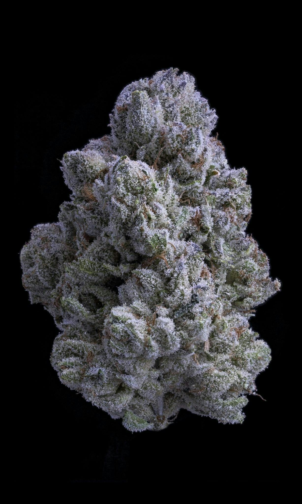 Sticky Satus | Snow White | Big Buds | 3.5g