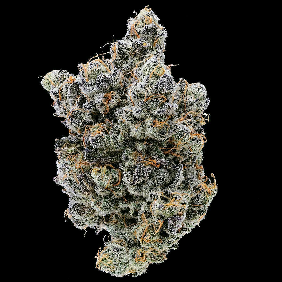 Fig Farms | Limelight | Big Buds