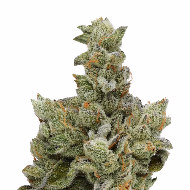 Animal Face Indoor (3.5g)