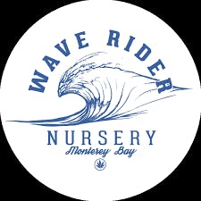 Cookie Glue 14g jar Wave rider