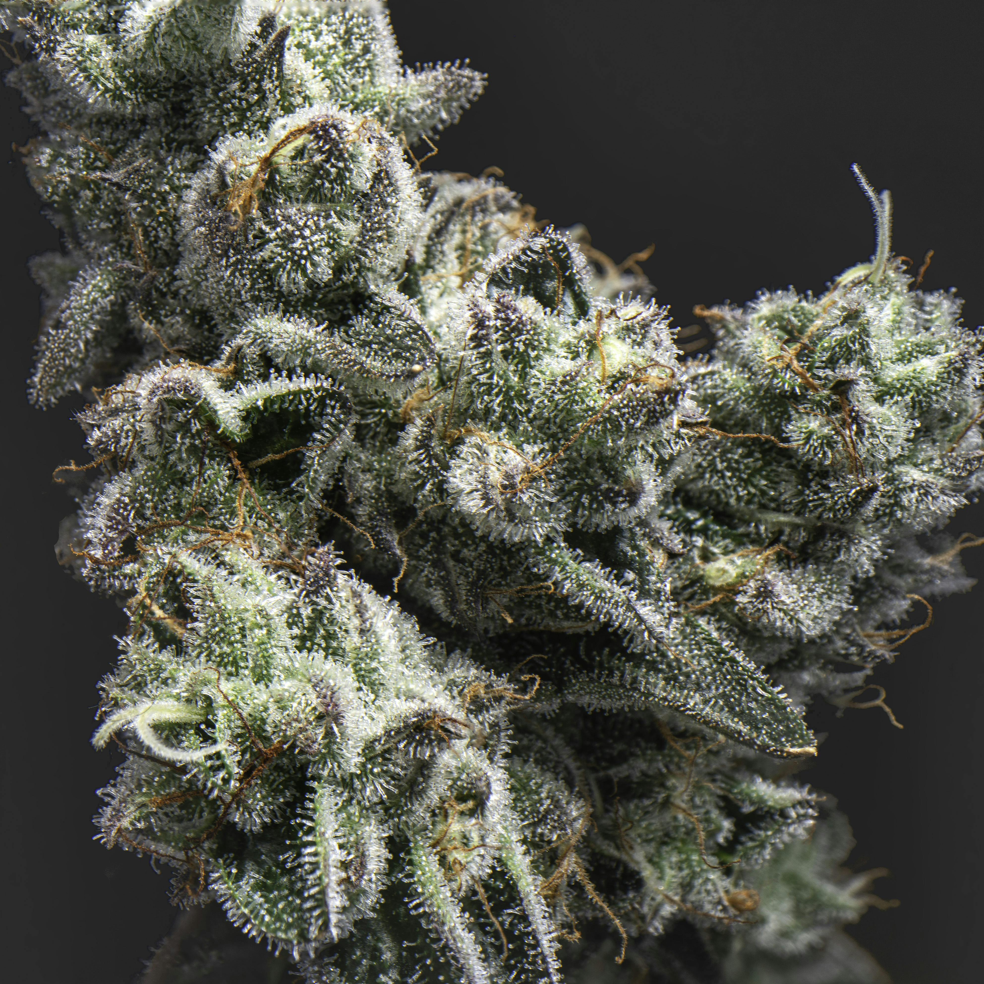 GMO Sherbert