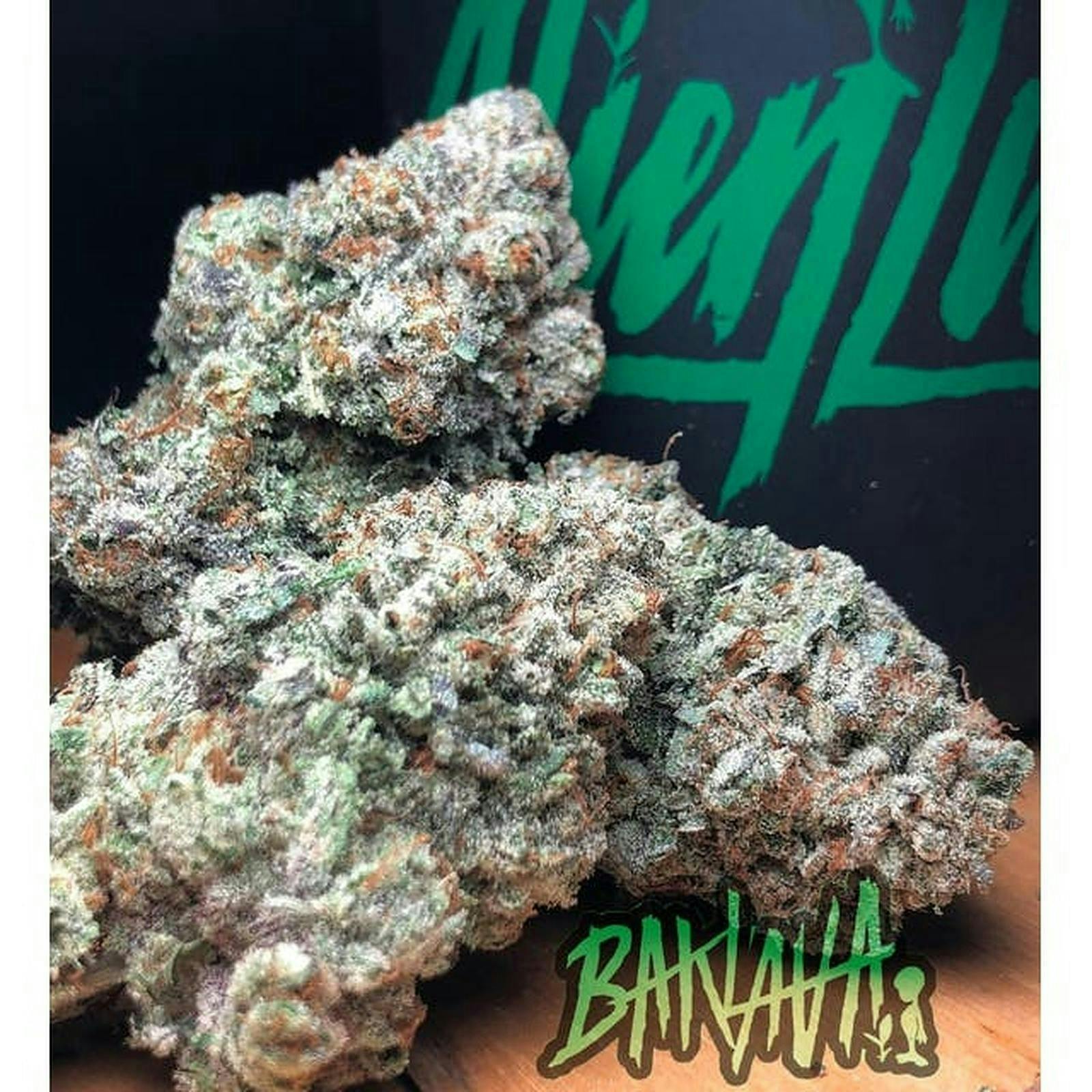 Baklava | Indoor Flower - 10g