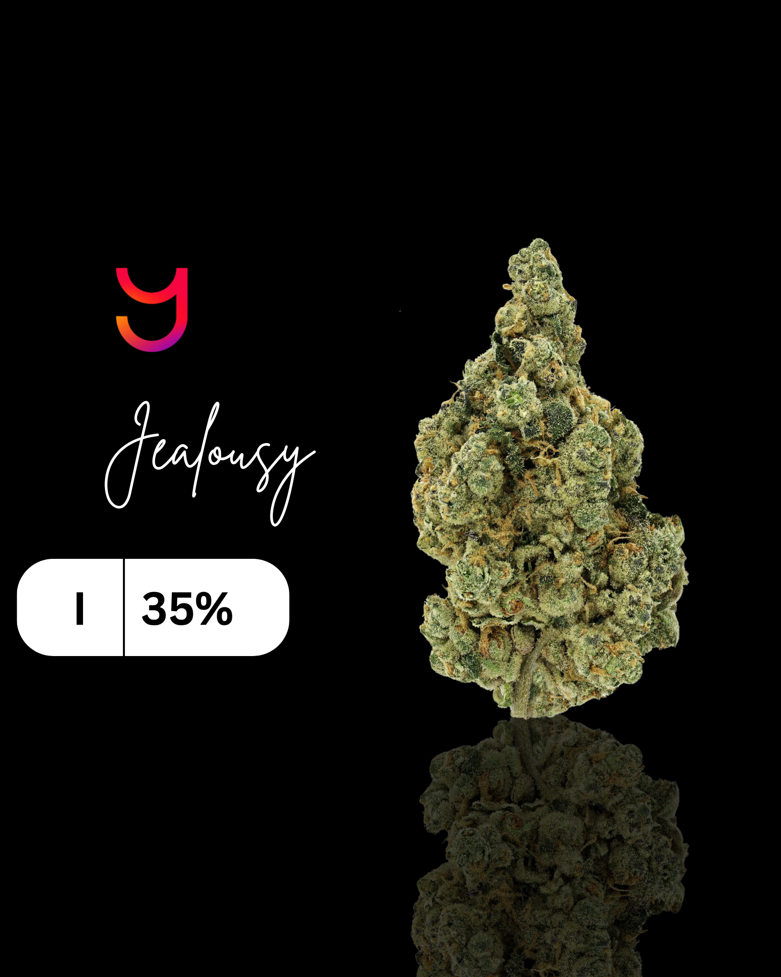 Jealousy: Indica | 14G