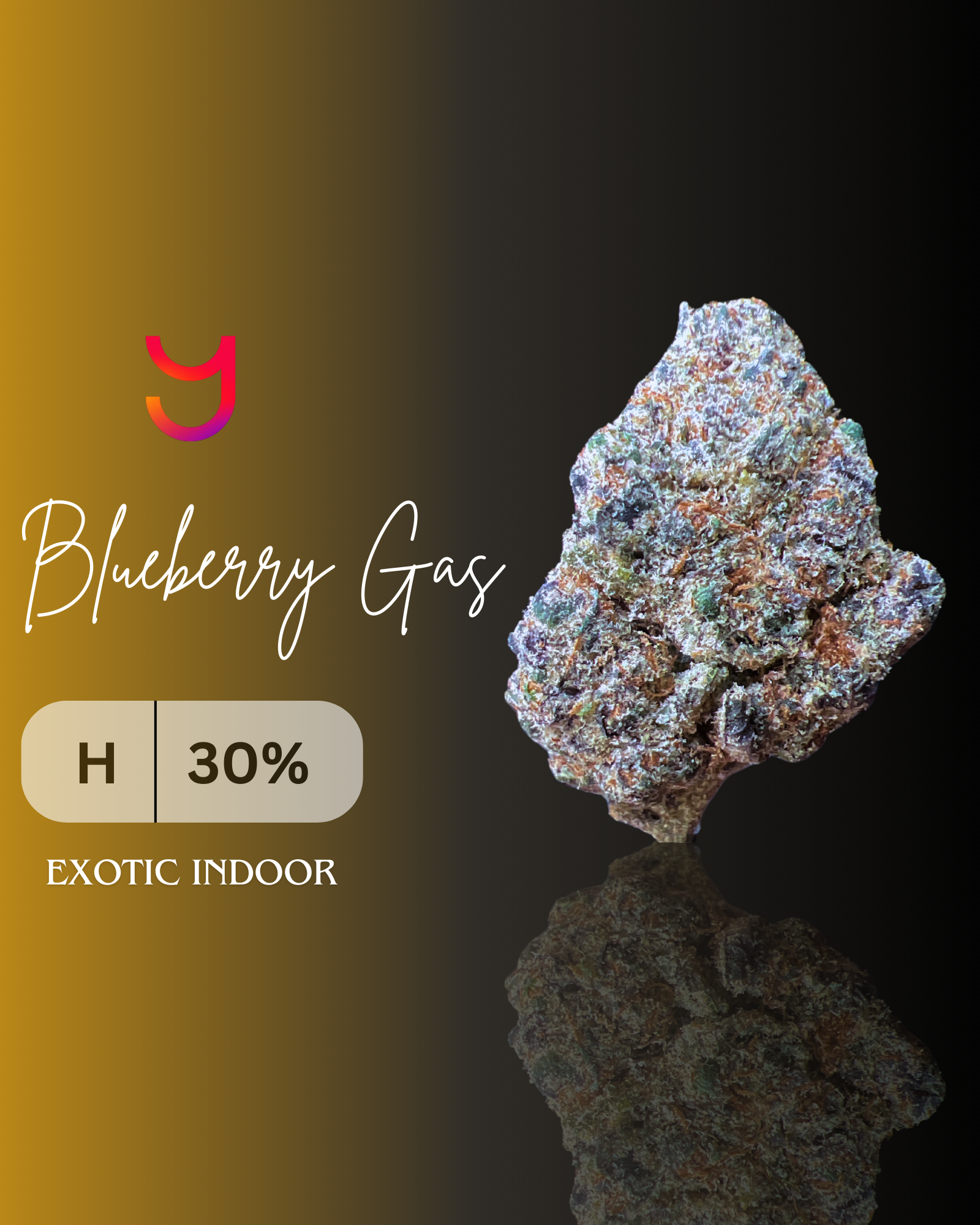 Blueberry Gas: Hybrid | Top Shelf Indoor | 14G