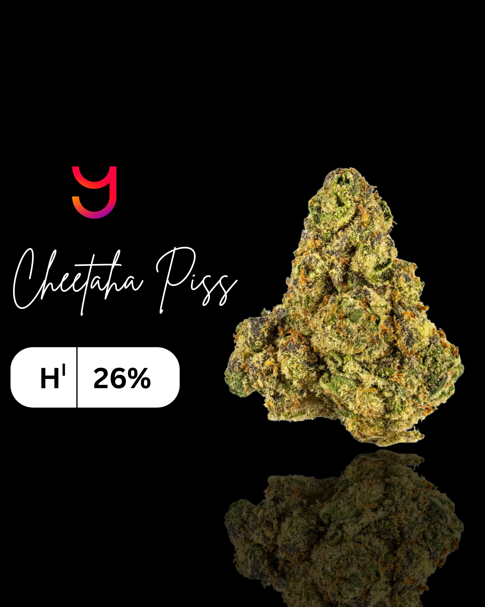 Cheetah Piss: Hybrid | 3.5G