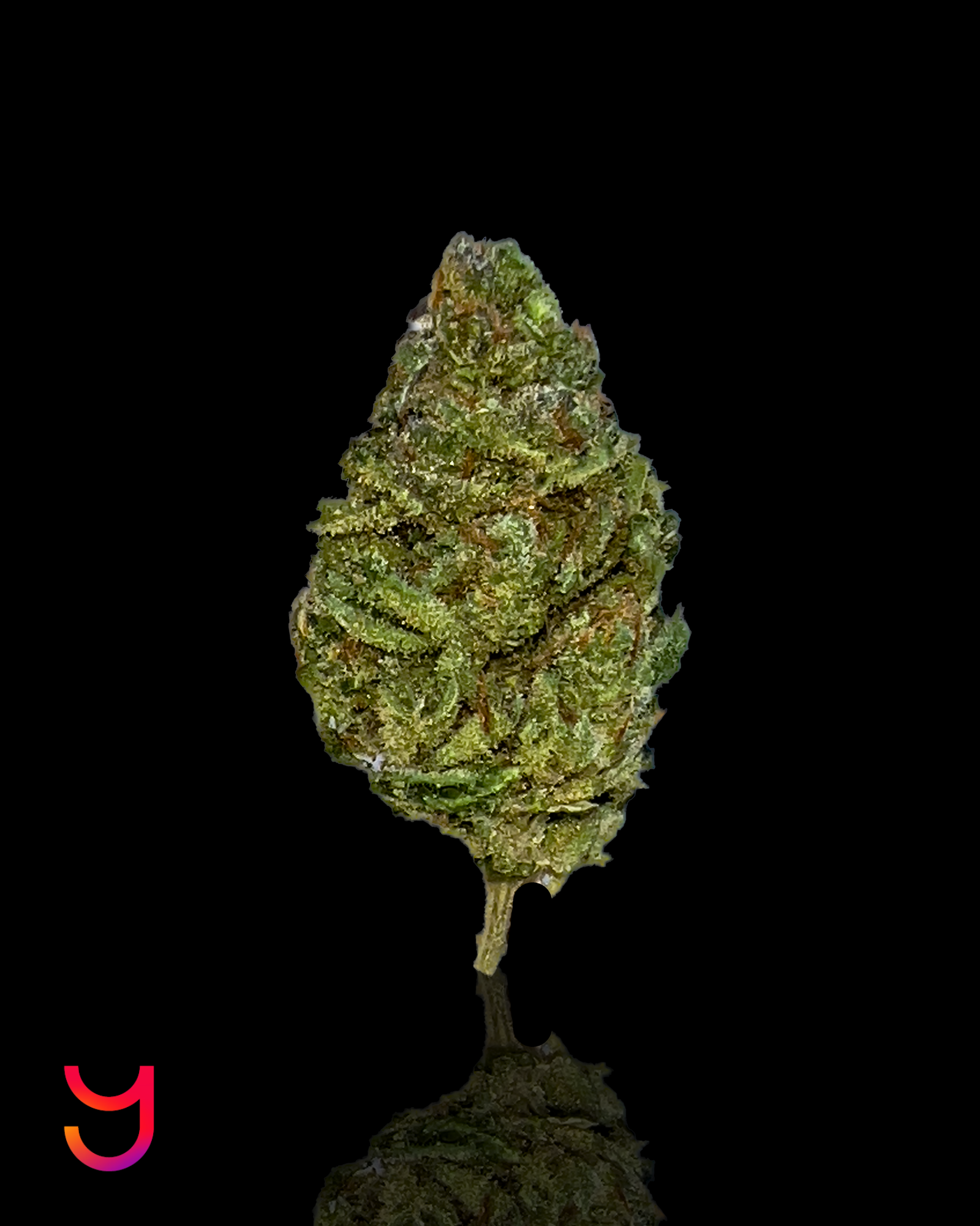 Blue Dream: Sativa | 14G