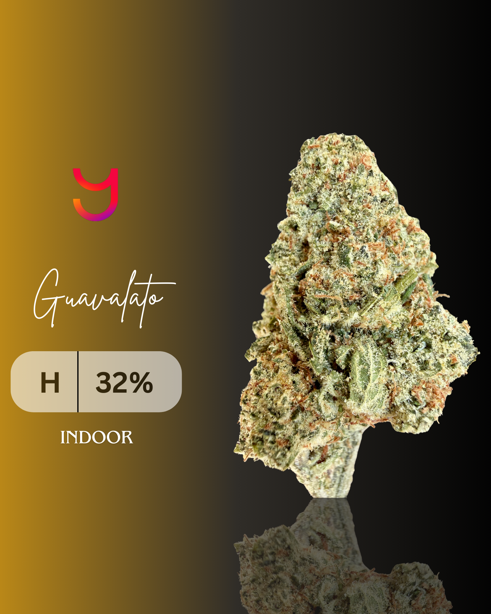 Gush Mintz: Indica | 3.5G