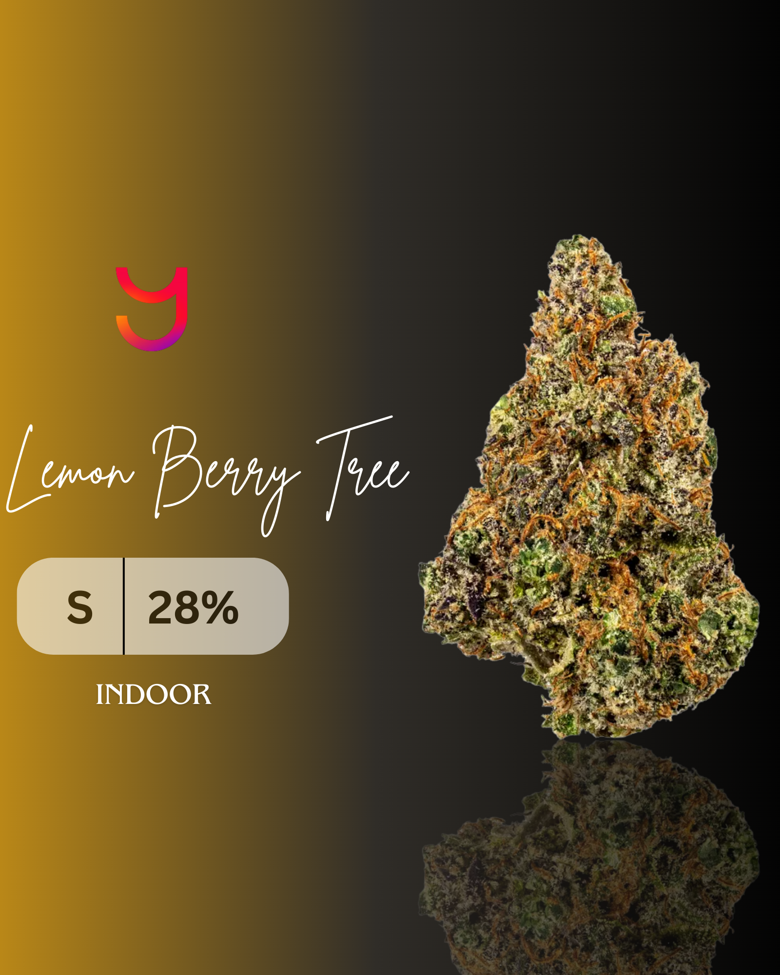 Lemon Berry Tree: Sativa | 14G