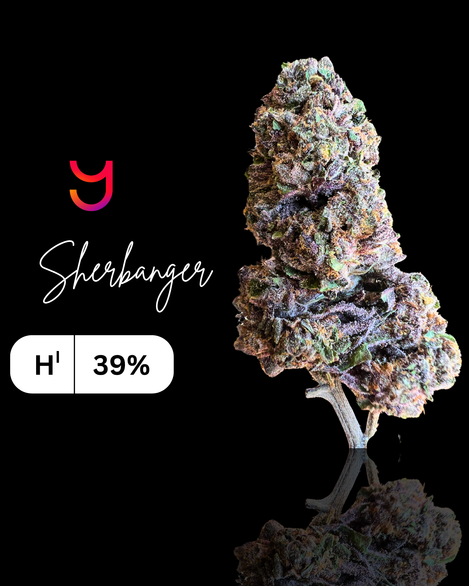 Sherbanger: Hybrid | 14G