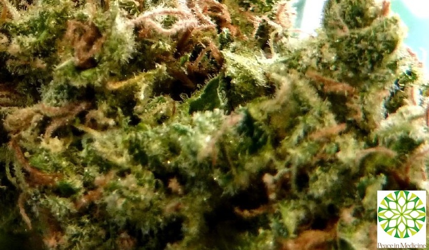 91 Chemdawg