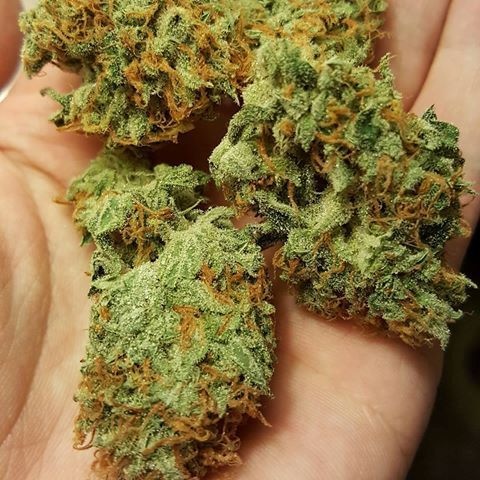 9lb Hammer x Strawberry Cough