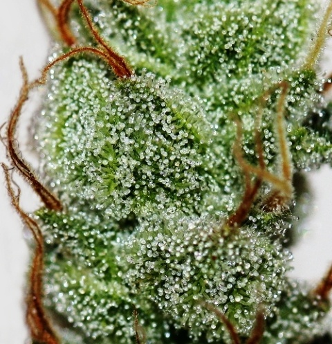 ACCORN SNOWBUD