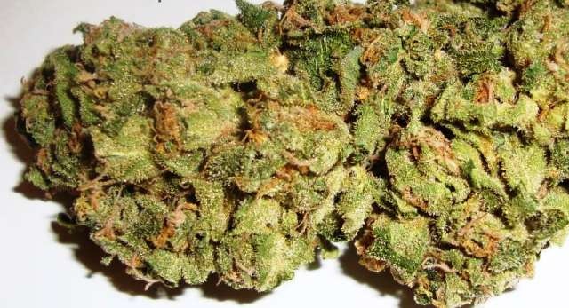 Afgani Skunk