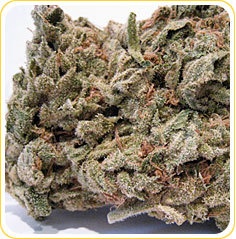 Afghan #1