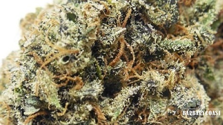 Afghan Skunk