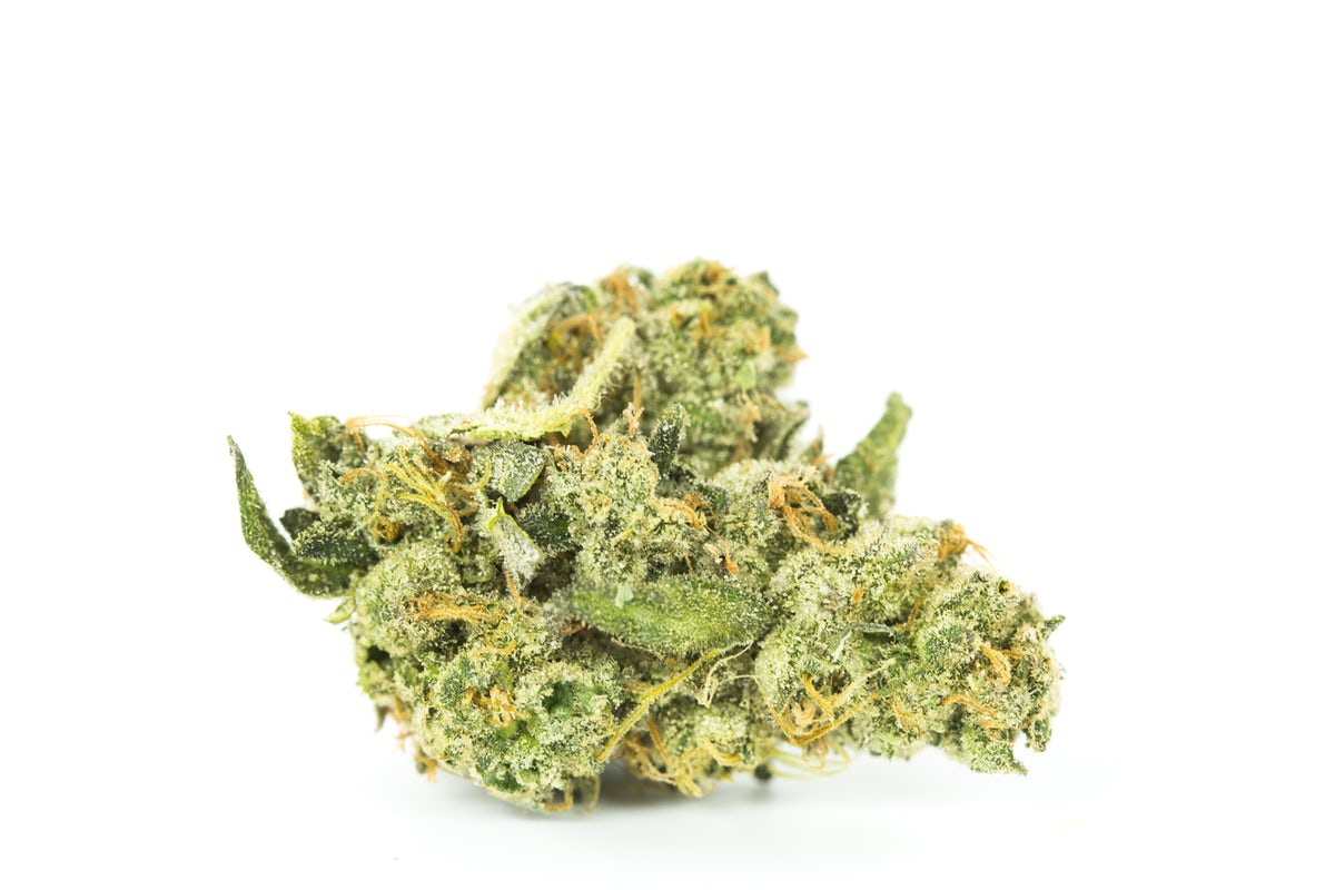Afghani Hash Plant