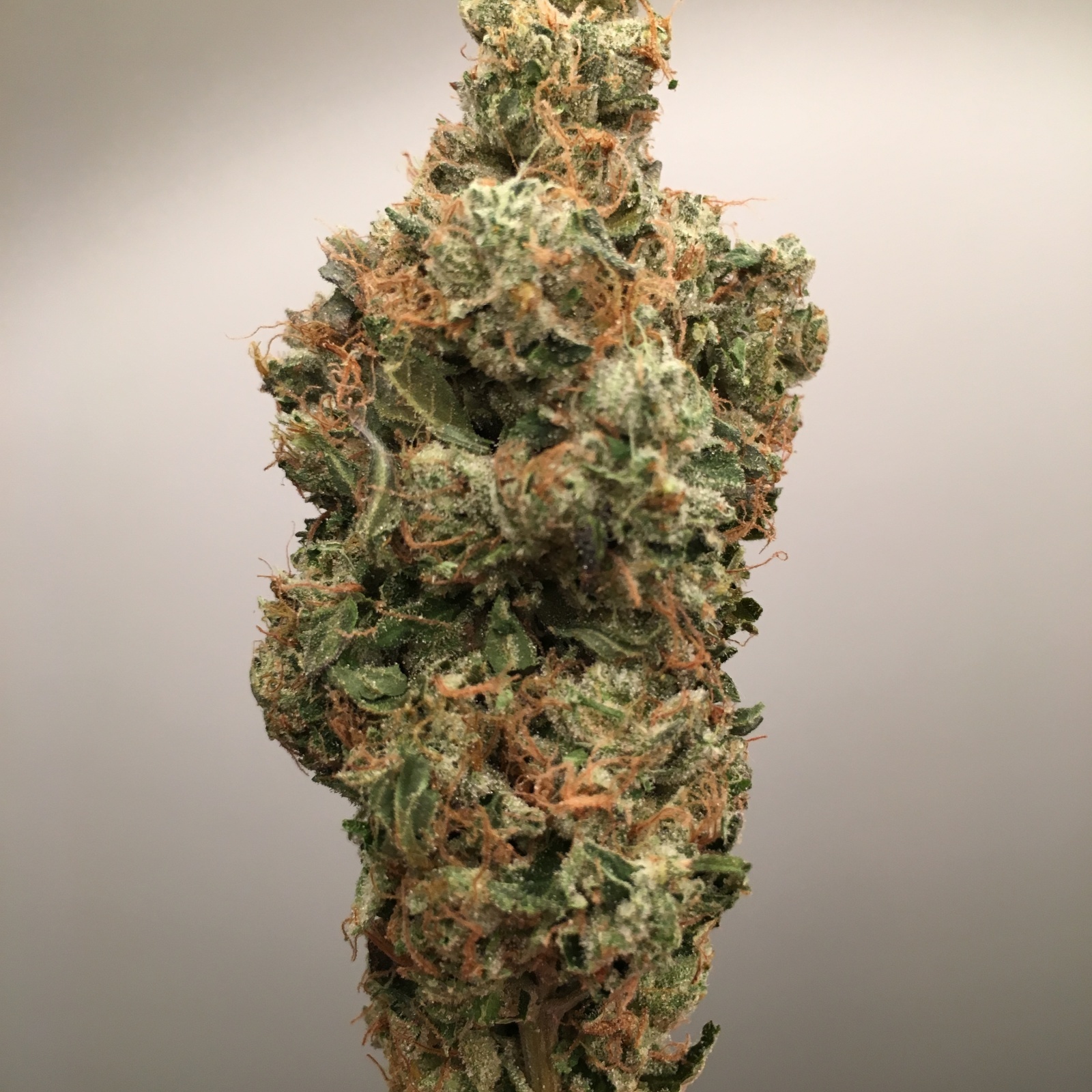 Alien Napalm OG #6