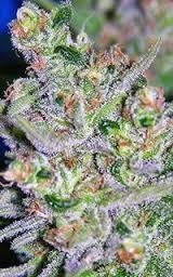 Alien Sour Apple