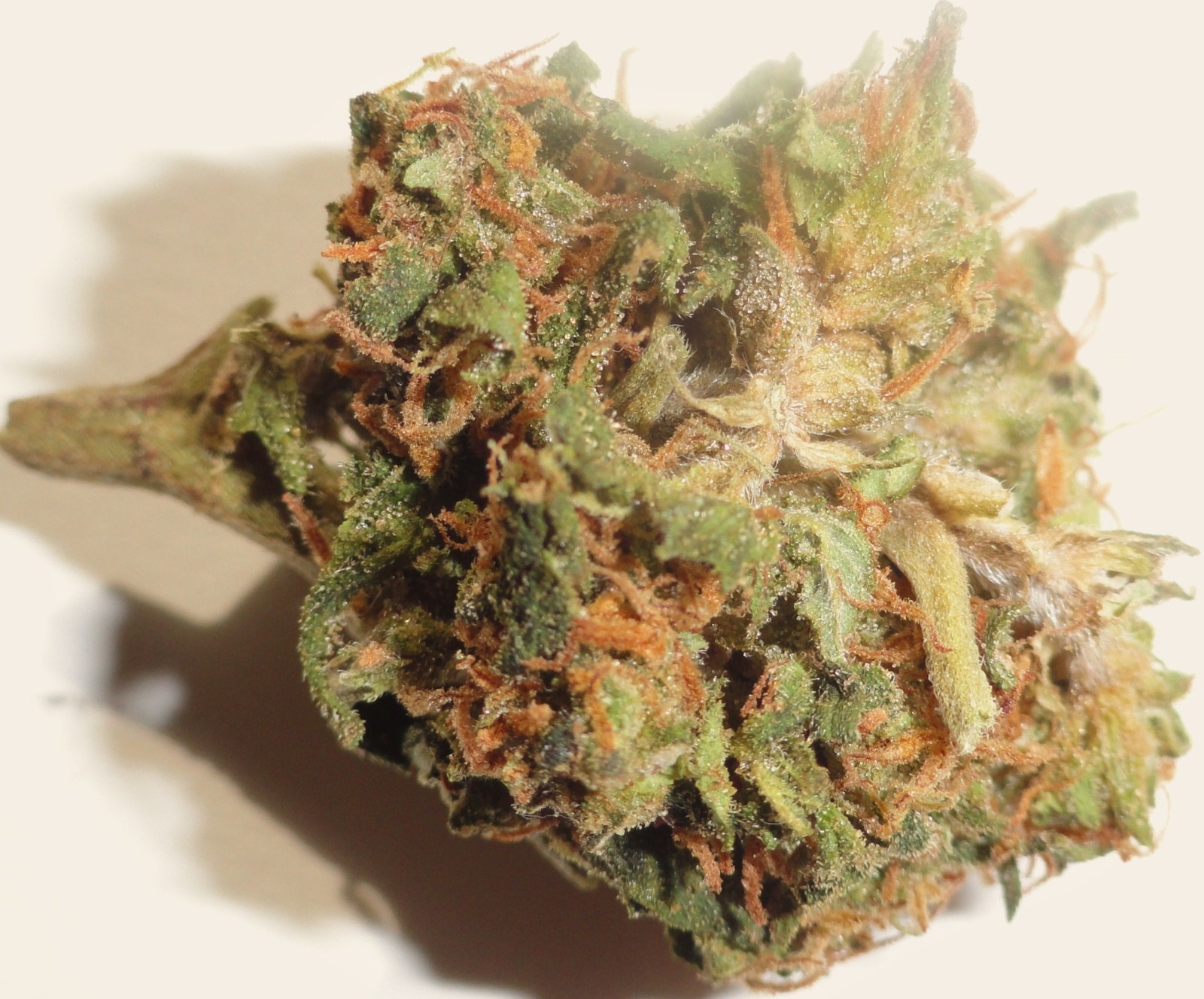 All Star Romulan