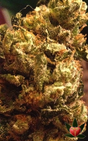 Alpha OG