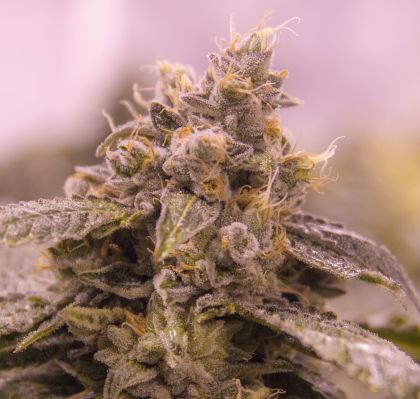 Alpine Og