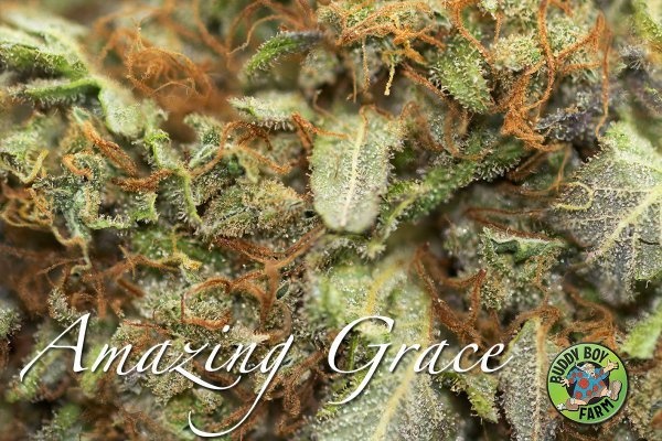 amazing grace