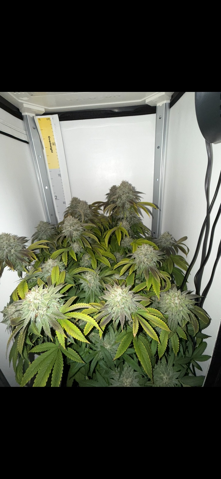 American Dream Kush
