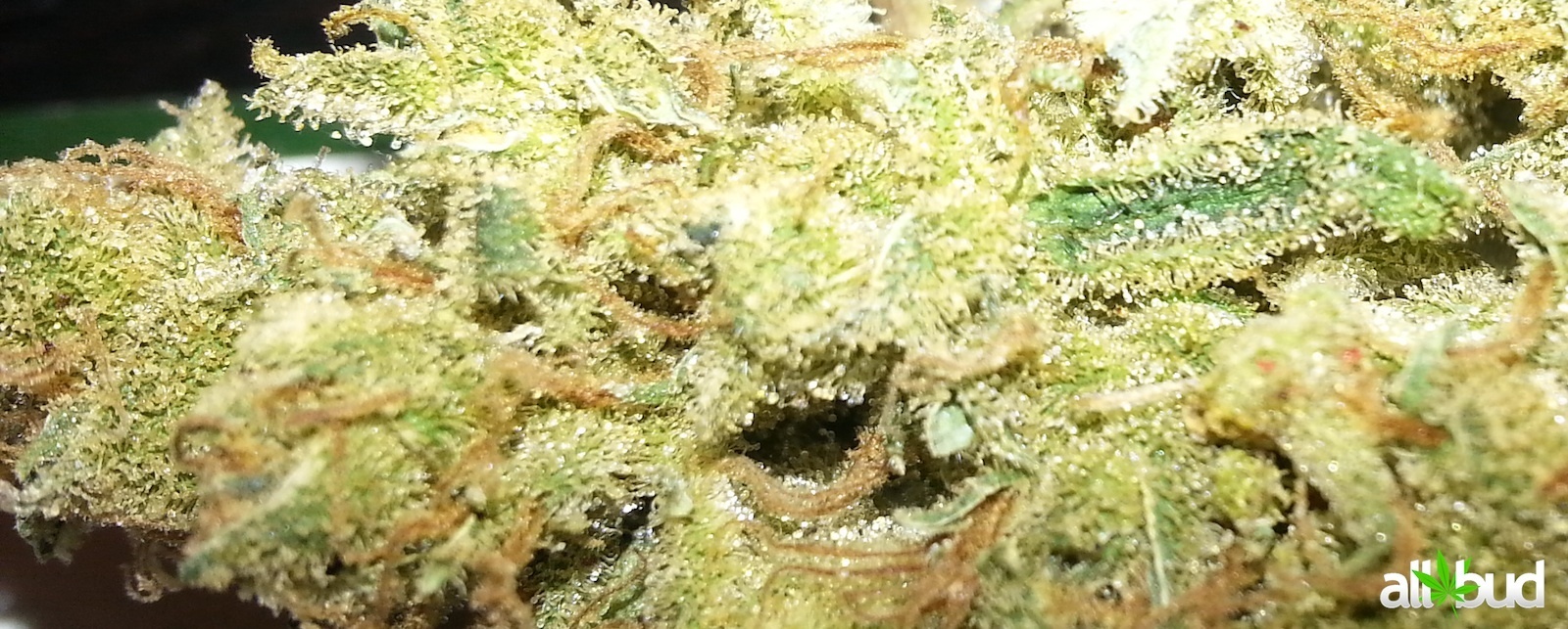 Amnesia Gangster