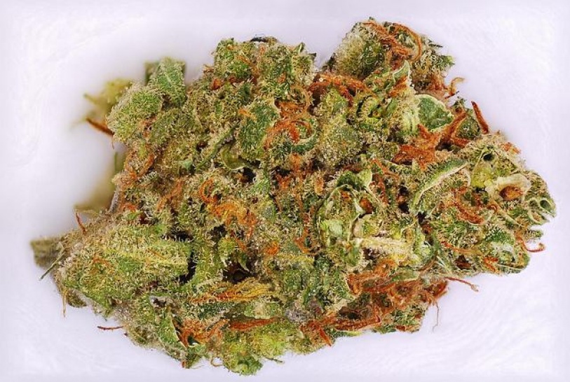 Amnesia Haze XL