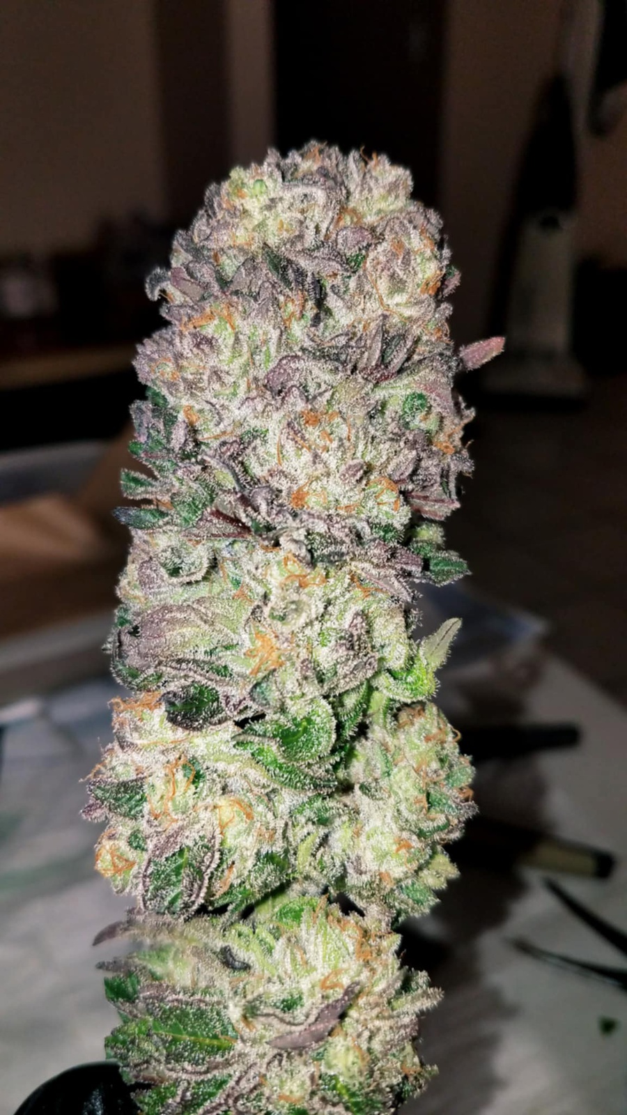 Amnesia Mac Ganja