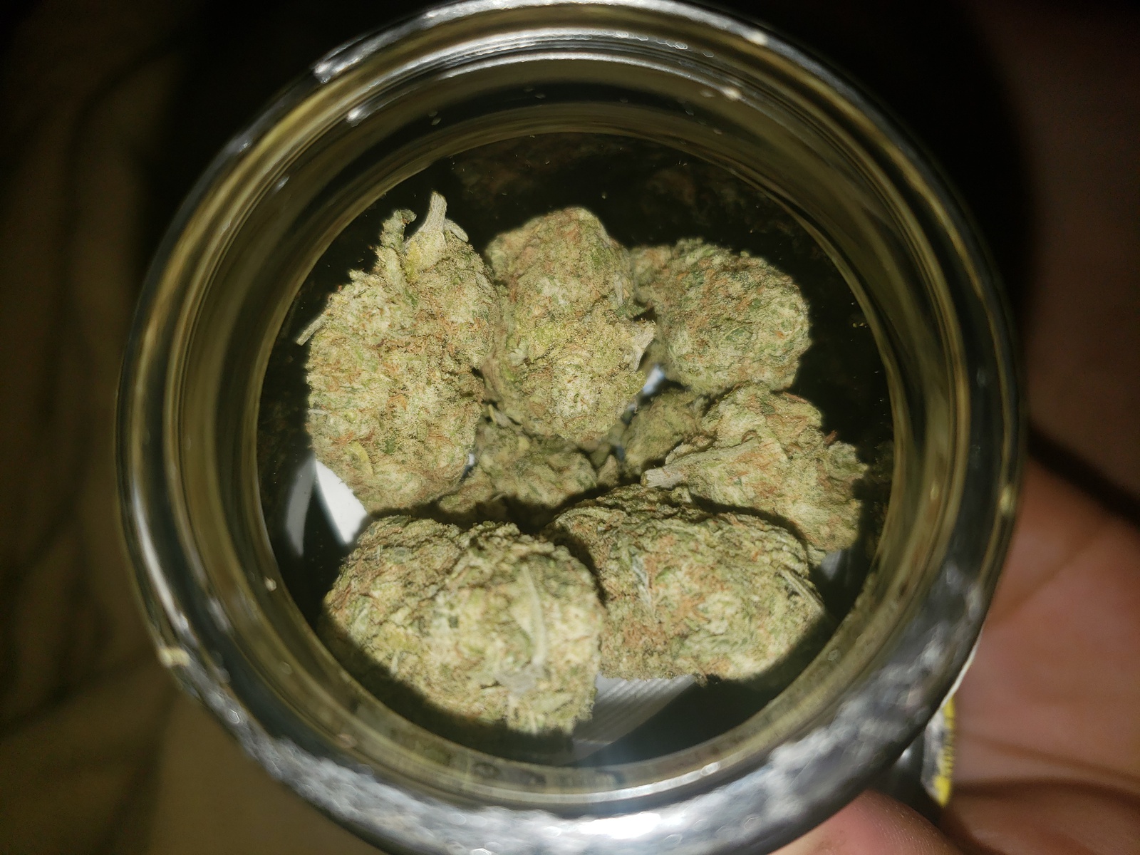 Animal Sherbet
