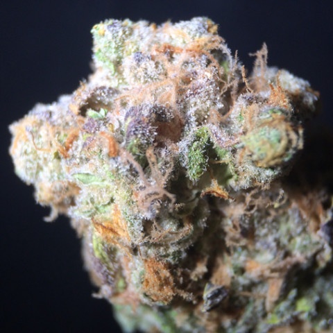 Apple Kush
