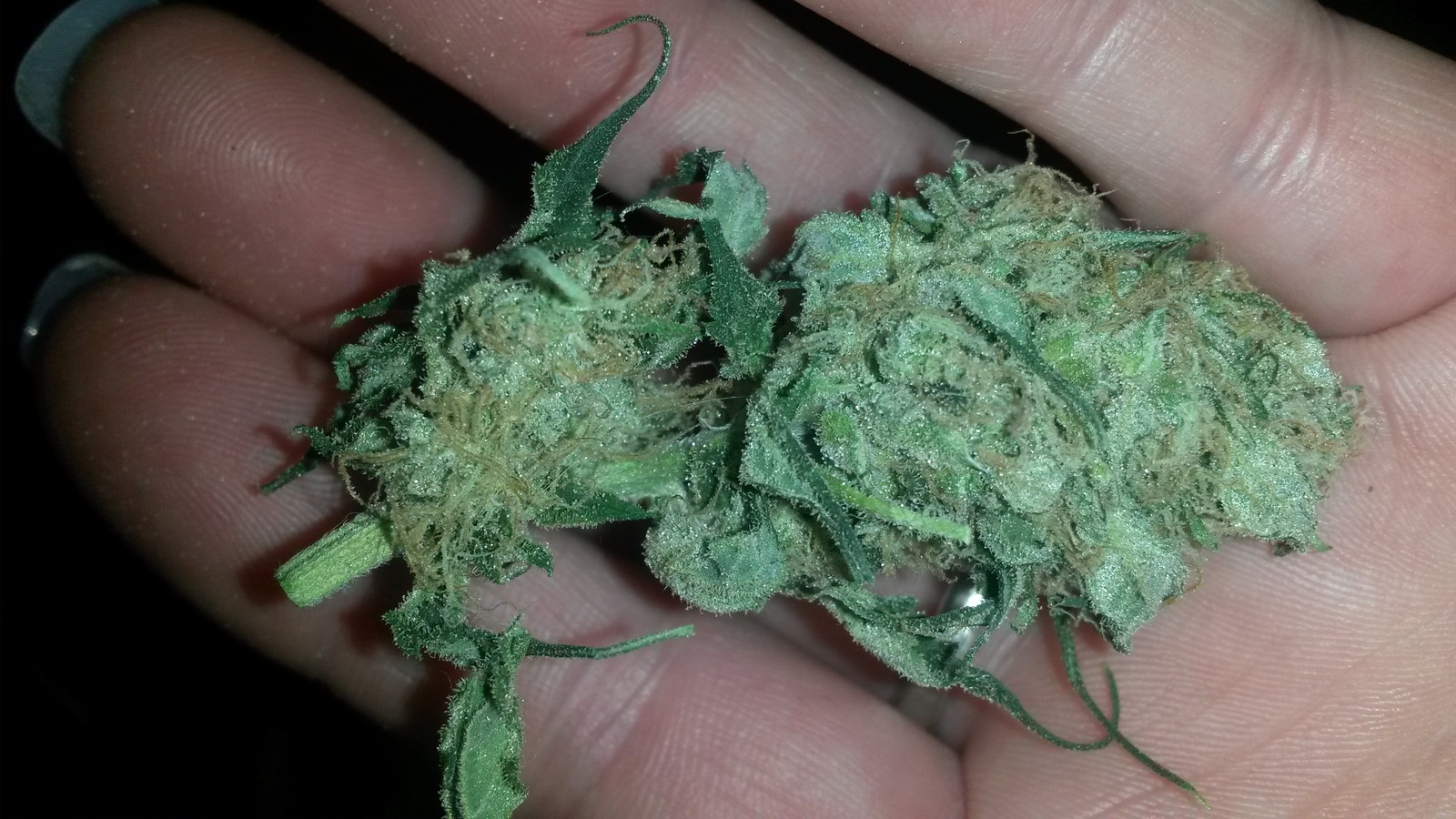 Aurora Indica