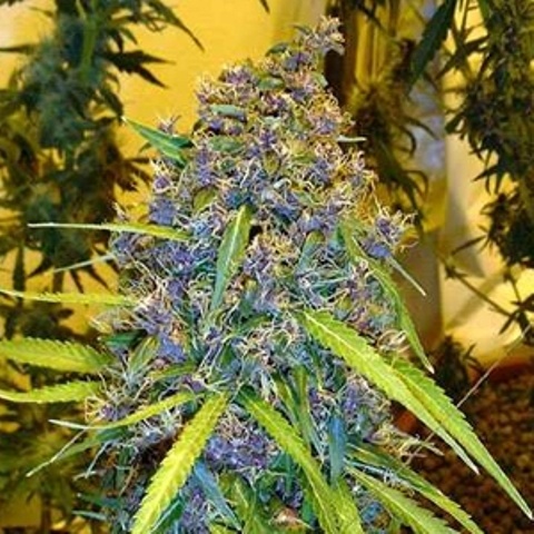 Australian Blue