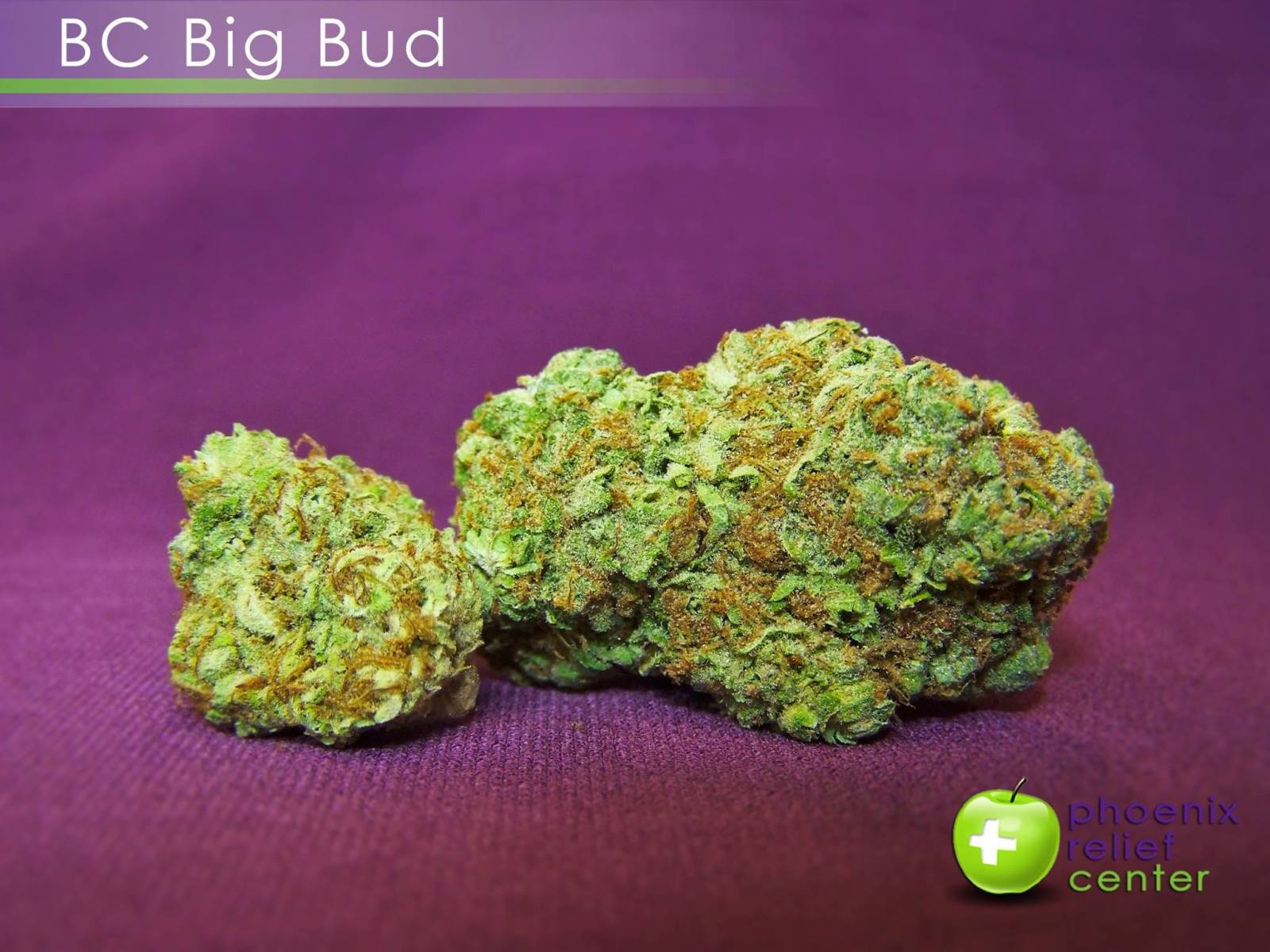 BC Big Bud