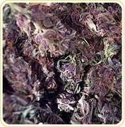 BC Blueberry
